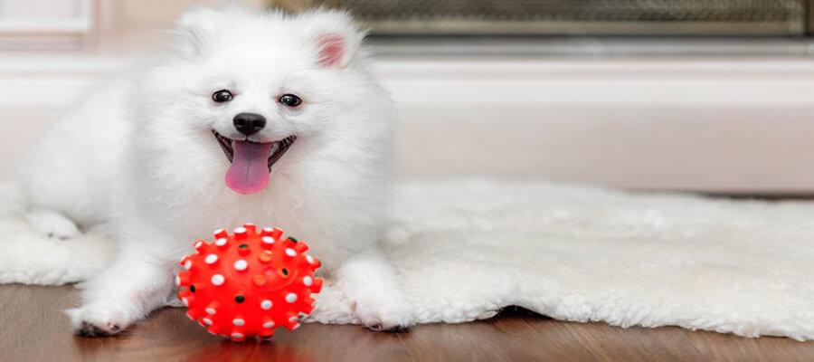 20 Engaging Games to Play with Your Dog Indoors: Keep Them Active and Happy!